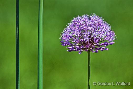 Purple Flower_25405.jpg - Photographed at Ottawa, Ontario, Canada.